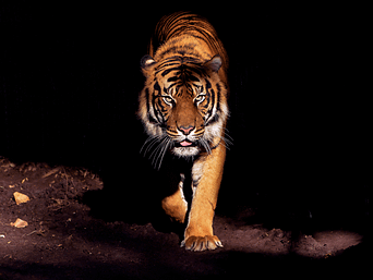 tiger
